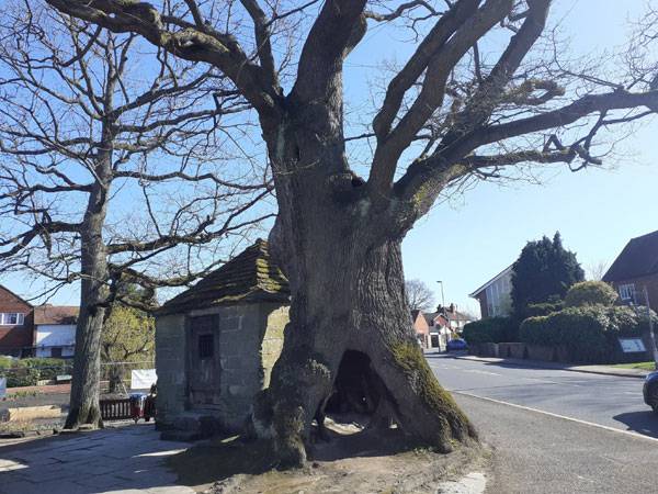 Huge historic tree in lingfield