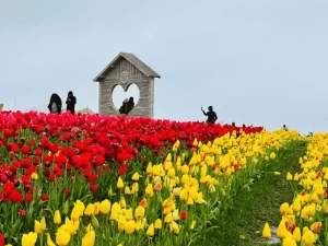 Crawley Multi Color Tulip Garden
